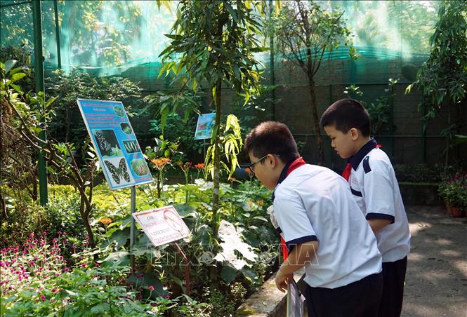 Trong ảnh: Học sinh Trường Tiểu học Nguyễn Bỉnh Khiêm (quận 1) tham gia tiết học ngoài nhà trường. Ảnh: Thu Hoài - TTXVN     