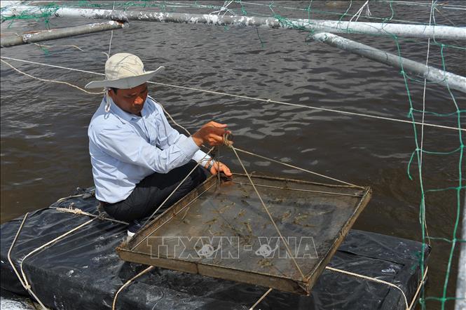 Trong ảnh: Kiểm tra sức khỏe của tôm nuôi được áp dụng công nghệ cao. Ảnh: Minh Đức - TTXVN