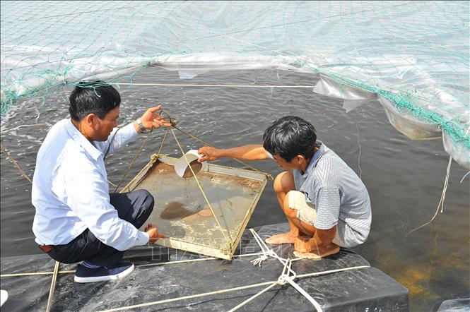 Trong ảnh: Các ao tôm được phủ bạt tạo một dạng của hiệu ứng nhà kính nhằm đảm bảo nhiệt độ thích hợp nhất cho tôm sinh trưởng. Ảnh: Minh Đức - TTXVN