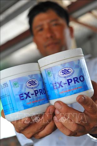 Trong arnh: Nuôi tôm công nghệ cao không sử dụng kháng sinh, đảm bảo an toàn vệ sinh thực phẩm do quy trình nuôi ứng dụng công nghệ vi sinh giúp xuất khẩu vào bất kỳ thị trường nào khó tính nhất. Ảnh: Minh Đức - TTXVN