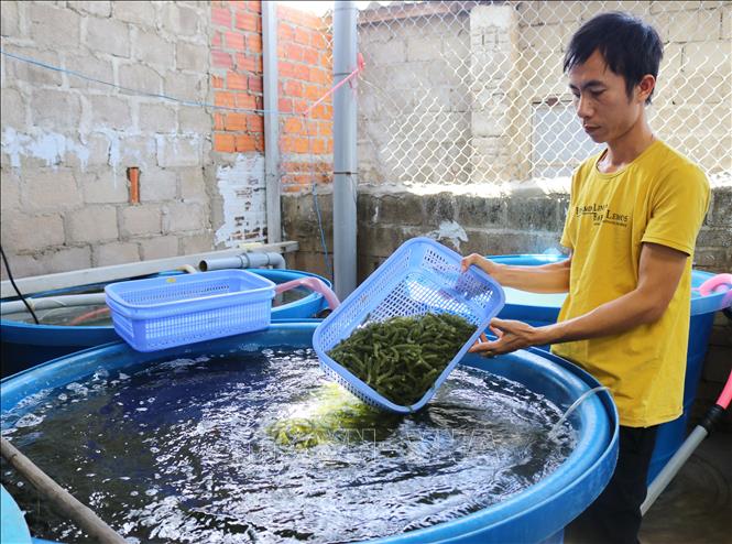 Trong ảnh: Anh Trần Ngọc Thương kiểm tra rong nho sau khi thu hoạch. Ảnh: Nguyễn Thành - TTXVN