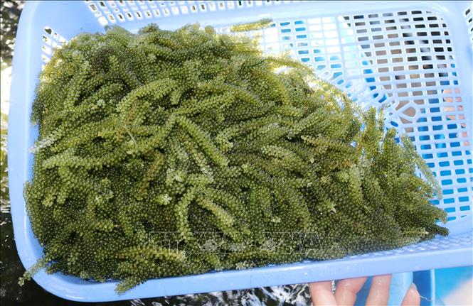 Trong ảnh: Sản phẩm rong nho tươi. Ảnh: Nguyễn Thành - TTXVN