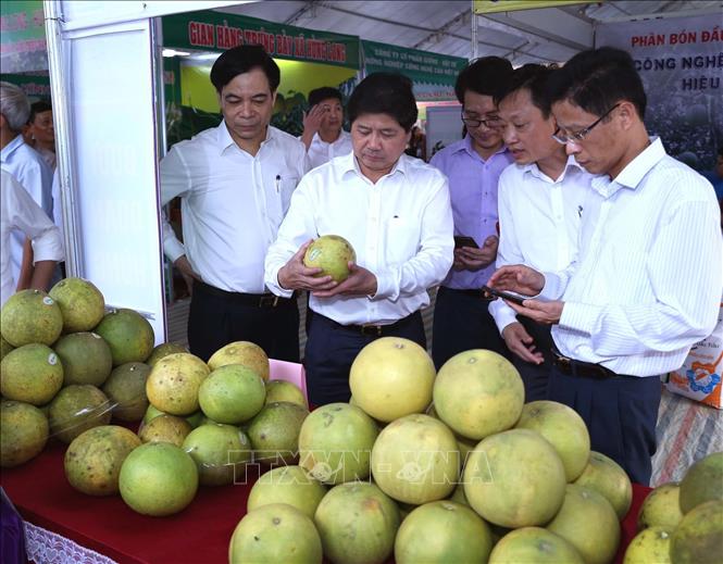 Trong ảnh: Thứ trưởng Bộ Nông nghiệp và Phát triển nông thôn Lê Quốc Doanh tham quan gian hàng trưng bày sản phẩm bưởi Đoan Hùng tại Hội chợ ngày khai mạc. Ảnh: Vũ Sinh - TTXVN