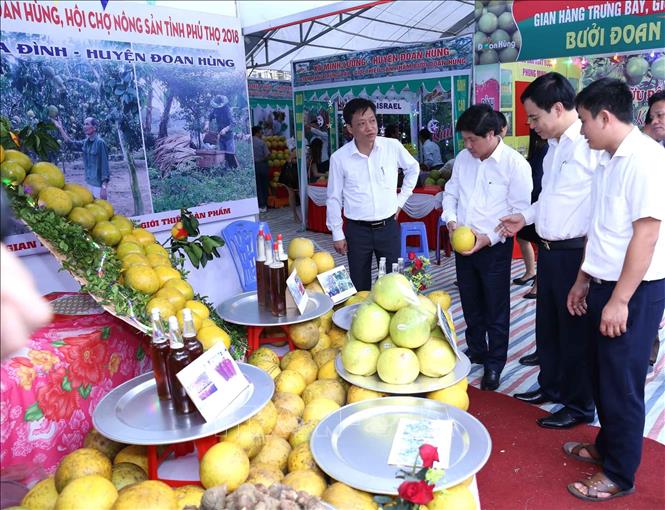 Trong ảnh: Thứ trưởng Bộ Nông nghiệp và Phát triển nông thôn Lê Quốc Doanh tham quan gian hàng trưng bày sản phẩm bưởi Đoan Hùng tại Hội chợ ngày khai mạc. Ảnh: Vũ Sinh - TTXVN