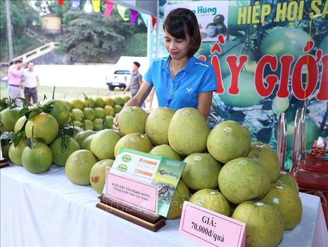Trong ảnh: Gian hàng trưng bày sản phẩm bưởi Đoan Hùng tại Hội chợ. Ảnh: Vũ Sinh - TTXVN