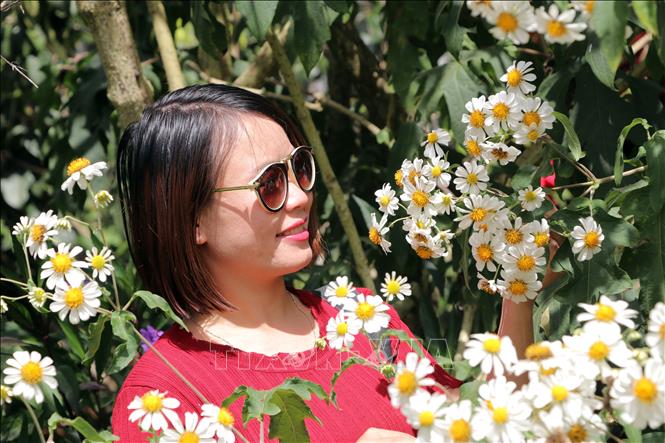 Trong ảnh: Du khách thích thú với hoa Dã quỳ trắng. Ảnh: Tuấn Anh - TTXVN