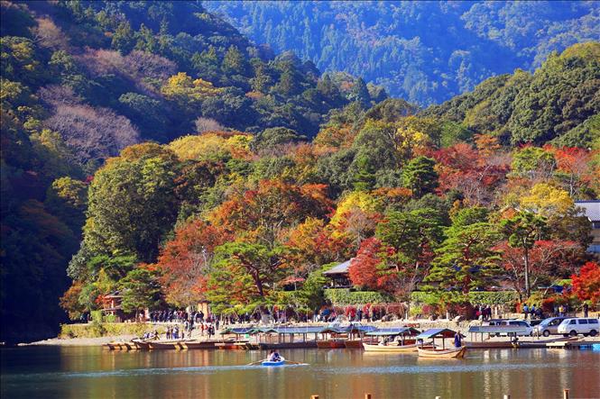 Trong ảnh: Cảnh sắc công viên Arashiyama vào thu với sắc đỏ vàng đặc trưng của vùng núi Nhật Bản. Ảnh: Huy Hùng - TTXVN