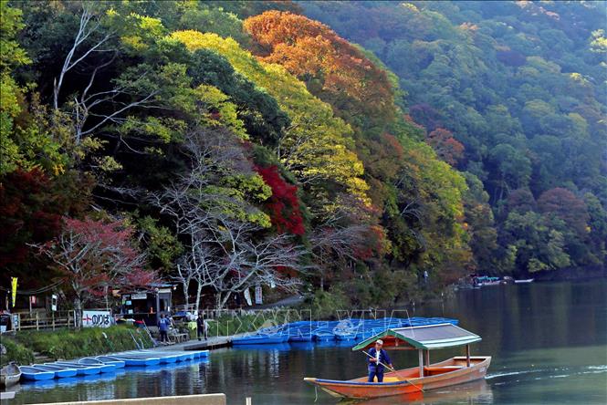 Trong ảnh: Một góc công viên Arashiyama. Ảnh: Huy Hùng - TTXVN