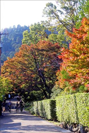 Trong ảnh: Khu vực núi Arashiyama đang sang Thu. Ảnh: Huy Hùng - TTXVN 