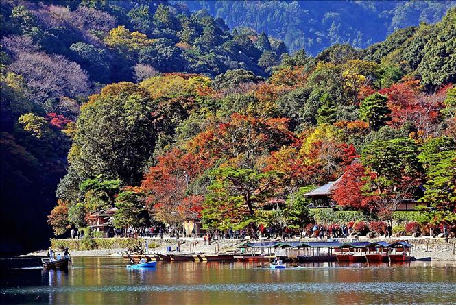 Trong ảnh: Một góc công viên Arashiyama. Ảnh: Huy Hùng - TTXVN