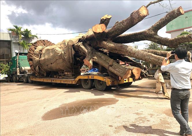 Trong ảnh: Chiếc xe vận chuyển cây 