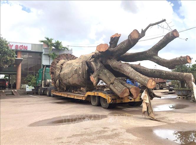 Trong ảnh: Chiếc xe vận chuyển cây 