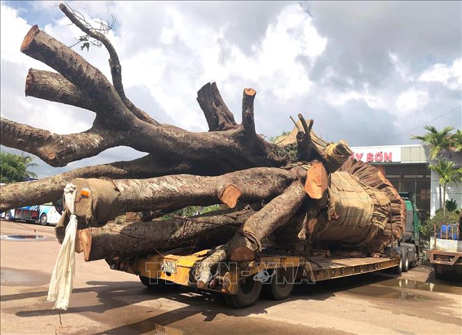 Trong ảnh: Chiếc xe chở cây 