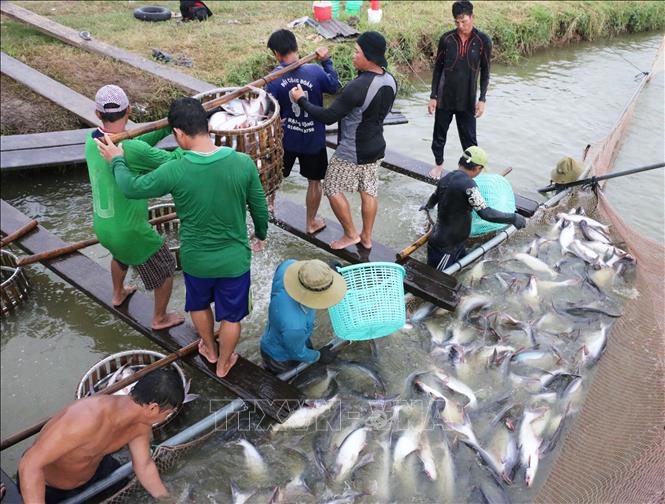 Trong ảnh: Thu hoạch cá tra ở vùng nuôi cá tra thương phẩm của Công ty Cổ phần Xuất Nhập Khẩu Thủy Sản An Mỹ. Ảnh: Công Mạo-TTXVN