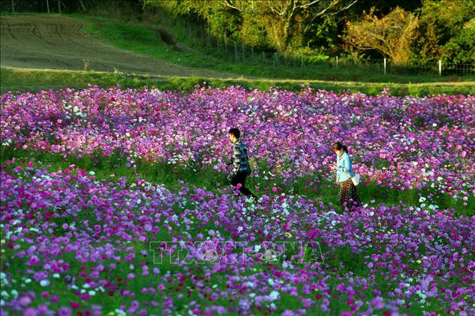 Trong ảnh: Hoa tại công viên có quanh năm với mỗi mùa là một chủ đề khác nhau, như mùa thu nơi đây nở rộ những bông salvia màu hồng và tím. Ảnh: Huy Hùng - TTXVN