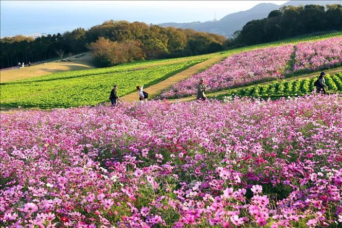 Trong ảnh: Vào mùa thu, nơi đây nở rộ những bông salvia màu hồng và tím. Ảnh: Huy Hùng - TTXVN