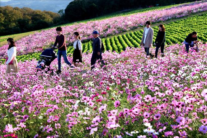 Trong ảnh: Đông đảo du khách tới tham quan công viên Awaji Hanasajiki. Ảnh: Huy Hùng - TTXVN