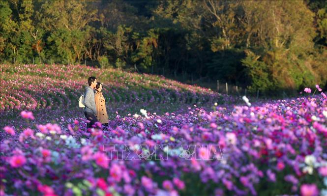 Trong ảnh: Công viên thu hút hàng triệu du khách đến tham quan hằng năm. Ảnh: Huy Hùng - TTXVN