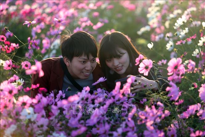 Trong ảnh: Đôi bạn trẻ chụp ảnh trên cánh đồng hoa. Ảnh: Huy Hùng - TTXVN