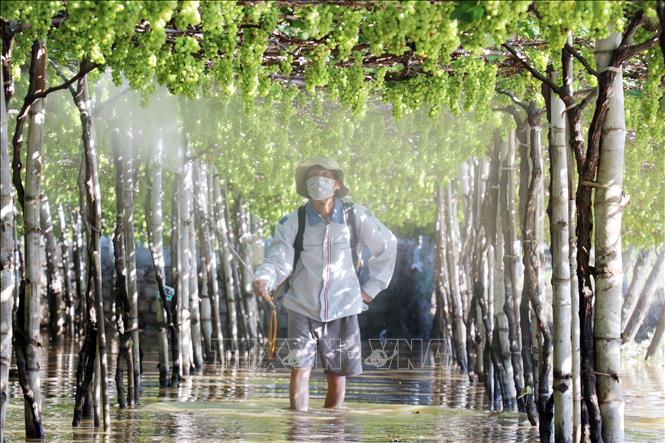 Ninh Thuận: Nhiều diện tích cây trồng chủ lực có nguy cơ mất trắng do ngập  lũ 