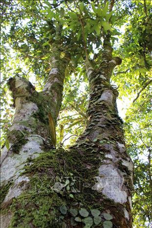 Trong ảnh: Cây quế Trà My có tên khoa học là Cinnamomum obtusifolium Nees, với đặc điểm bề ngoài xù xì, nhiều vết loang địa y và rêu màu xanh xám bám. Ảnh: Đỗ Trưởng - TTXVN