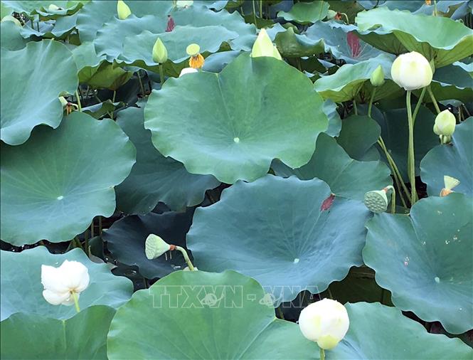 Photo: White lotus in Hue Royal Palace is materials for Nguyen Thanh Thao’s works. VNA Photo: Quốc Việt