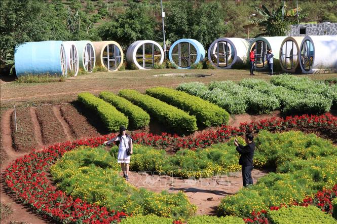 Trong ảnh: Du khách chụp ảnh lưu niệm tại vườn hoa ở khu du lịch Happy Land, xã Mường Sang, huyện Mộc Châu, tỉnh Sơn La. Ảnh: Nguyễn Cường - TTXVN.