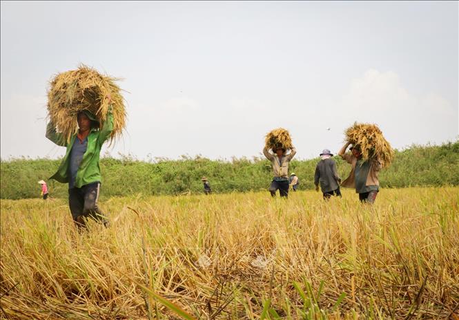 Trong ảnh: Nông dân huyện Tân Phú Đông (Tiền Giang) thu hoạch lúa trong vụ tôm - lúa 2018. Ảnh: Nam Thái - TTXVN