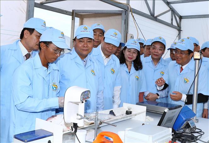 Trong ảnh: Thủ tướng Nguyễn Xuân Phúc thăm khu cá tra bố mẹ của Tập đoàn Việt - Úc. Ảnh: Thống Nhất – TTXVN