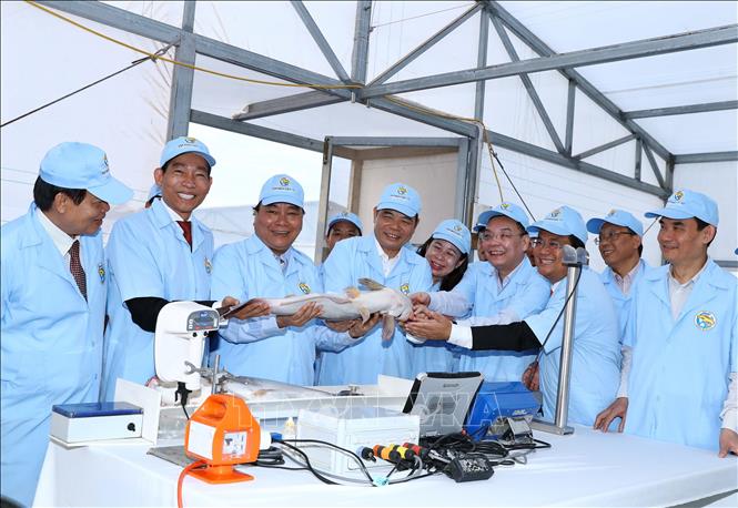 Trong ảnh: Thủ tướng Nguyễn Xuân Phúc thăm khu cá tra bố mẹ của Tập đoàn Việt - Úc. Ảnh: Thống Nhất – TTXVN
