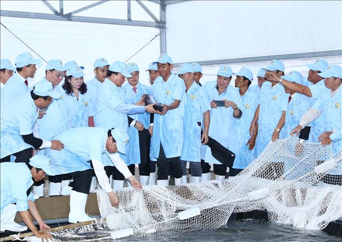 Trong ảnh: Thủ tướng Nguyễn Xuân Phúc thăm khu cá tra bố mẹ của Tập đoàn Việt - Úc. Ảnh: Thống Nhất – TTXVN