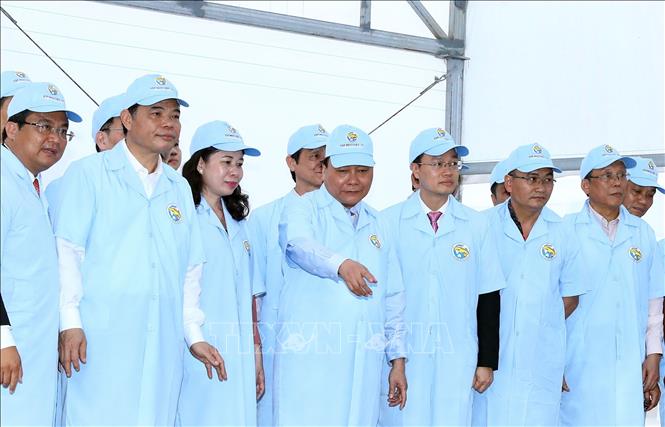 Trong ảnh:  Thủ tướng Nguyễn Xuân Phúc thăm khu cá tra bố mẹ của Tập đoàn Việt - Úc. Ảnh: Thống Nhất – TTXVN
