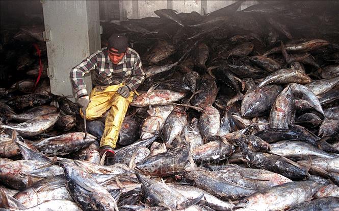 Trong ảnh (tư liệu): Ngư dân phân loại cá ngừ sau khi đánh bắt tại cảng Ensenada, bang Baja California, Mexico, tháng 1/1997. Ảnh: AFP/ TTXVN