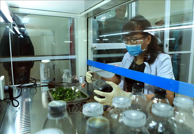 Trong ảnh: Nghiên cứu, sản xuất thử nghiệm giống hoa, cây cảnh mới tại Viện Nghiên cứu rau quả. Ảnh: Hoàng Hùng - TTXVN