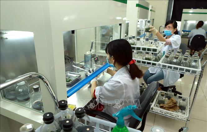 Trong ảnh: Nghiên cứu, sản xuất thử nghiệm giống hoa, cây cảnh mới tại Viện Nghiên cứu rau quả. Ảnh: Hoàng Hùng - TTXVN