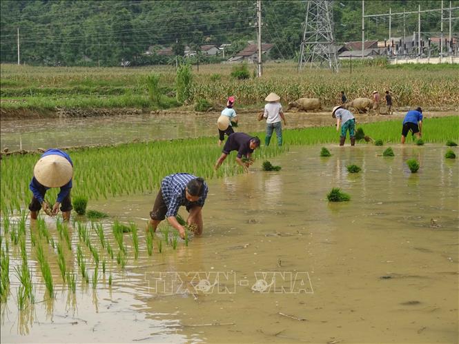 Trong ảnh: Trên những cánh đồng lúa trên địa bàn nông thôn tỉnh Cao Bằng chủ yếu là người già và phụ nữ làm việc. Ảnh: Chu Hiệu – TTXVN.                               