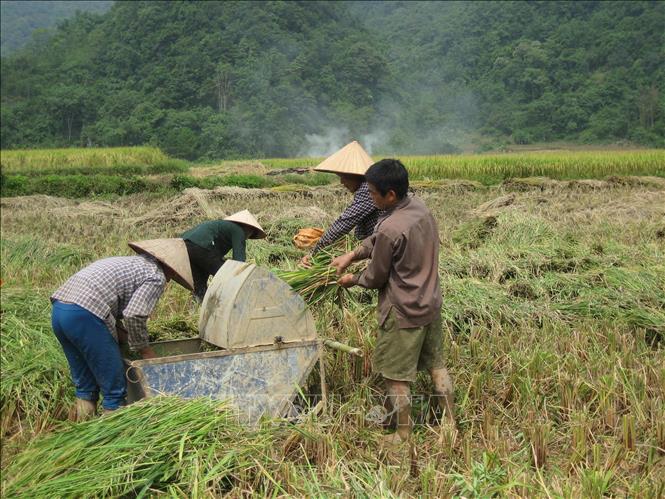 Trong ảnh: Trên những cánh đồng lúa trên địa bàn nông thôn tỉnh Cao Bằng chủ yếu là người già và phụ nữlàm việc. Ảnh: Chu Hiệu – TTXVN.