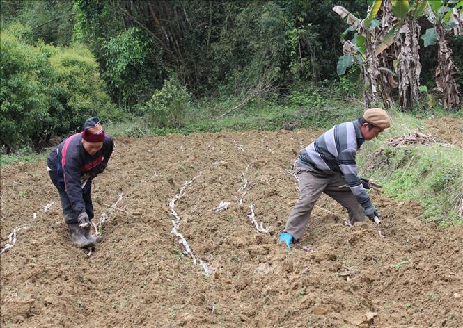 Trong ảnh: Trên những ruộng mía ở xã Đại Sơn, huyện Phục Hòa, chủ yếu là người già làm việc. Ảnh: Chu Hiệu – TTXVN. 