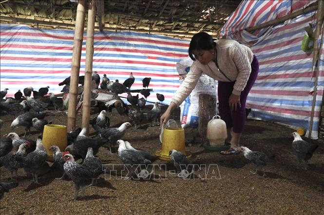 Trong ảnh: Mô hình chăn nuôi gà ở xã Chà Nưa được hỗ trợ vốn của nhà nước giúp bà con thoát nghèo. Ảnh: Văn Dũng -TTXVN