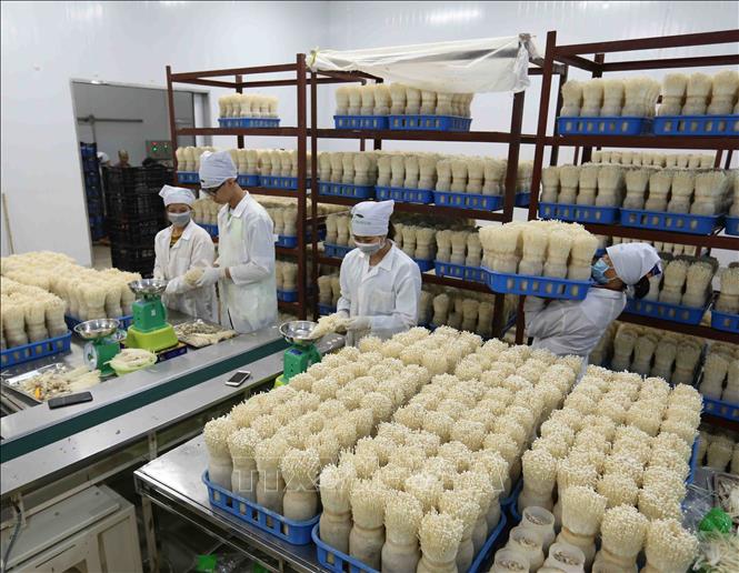 Trong ảnh: Mỗi ngày, Công ty TNHH xuất nhập khẩu Kinoko Thanh Cao cung cấp khoảng 1,5 tấn sản phẩm nấm kim châm cho thị trường trong nước và xuất khẩu, tạo việc làm ổn định cho 15 lao động. Ảnh: Vũ Sinh - TTXVN