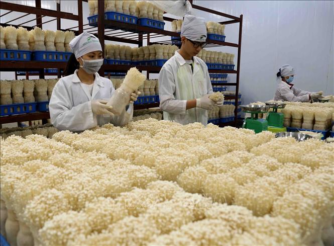 Trong ảnh: Nhà máy sản xuất nấm kim châm Kinoko Thanh Cao đã khánh thành và chính thức đi vào hoạt động ngày 30/4/2017, cung cấp cho người tiêu dùng cả nước và xuất khẩu sản phẩm nấm kim châm sạch theo công nghệ Nhật Bản. Ảnh: Vũ Sinh - TTXVN