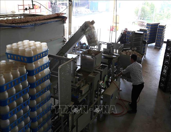 Trong ảnh: Nguyên liệu dùng để sản xuất trồng nấm được phối trộn theo tiêu chuẩn kỹ thuật, đóng lọ trên dây chuyền tự động với công suất 5.000 lọ/giờ và làm ở khu sản xuất nguyên liệu cách xa khu vực nuôi và đóng gói sản phẩm. Ảnh: Vũ Sinh - TTXVN