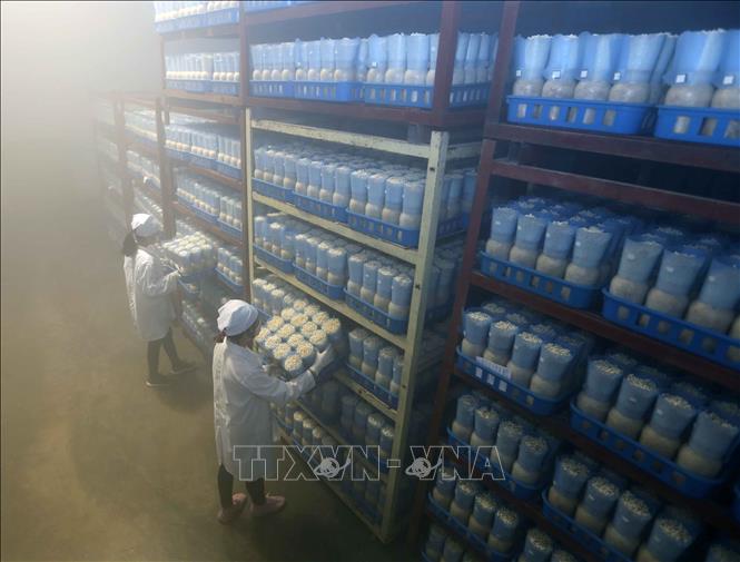 Trong ảnh: Nấm kim châm được nuôi trồng trong môi trường kiểm soát nghiêm ngặt, biên độ sinh trưởng tốt nhất trong khoảng từ 5 – 16 độ C, độ ẩm 80%, công suất 50.000 lọ/lần, sau 42 ngày cho thu hoạch. Ảnh: Vũ Sinh - TTXVN