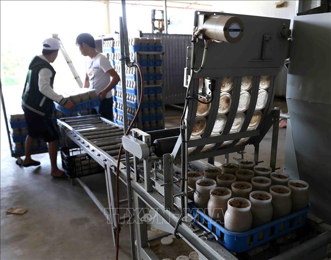 Trong ảnh: Nguyên liệu dùng để sản xuất nấm được phối trộn theo tiêu chuẩn kỹ thuật, đóng lọ trên dây chuyền tự động với công suất 5.000 lọ/giờ và thực hiện ở khu sản xuất nguyên liệu cách xa khu vực nuôi và đóng gói sản phẩm. Ảnh: Vũ Sinh - TTXVN