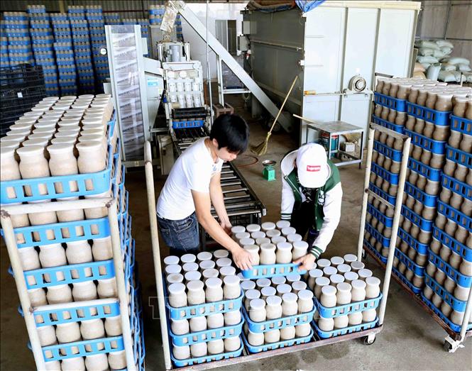 Trong ảnh: Nguyên liệu dùng để sản xuất trồng nấm được phối trộn theo tiêu chuẩn kỹ thuật, đóng lọ trên dây chuyền tự động với công suất 5.000 lọ/giờ và thực hiện ở khu sản xuất nguyên liệu cách xa khu vực nuôi và đóng gói sản phẩm. Ảnh: Vũ Sinh - TTXVN