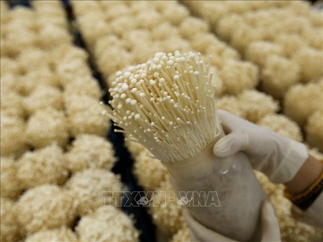 Nữ phiên dịch đầu tư 3 triệu USD trồng nấm theo công nghệ Nhật  VnExpress