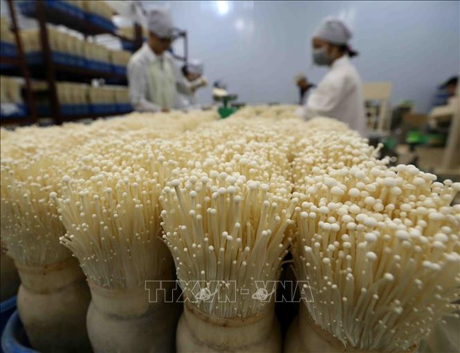 Trong ảnh: Mỗi ngày, Công ty TNHH xuất nhập khẩu Kinoko Thanh Cao cung cấp khoảng 1,5 tấn sản phẩm nấm kim châm cho thị trường trong nước và xuất khẩu, tạo việc làm ổn định cho 15 lao động tại địa phương. Ảnh: Vũ Sinh - TTXVN