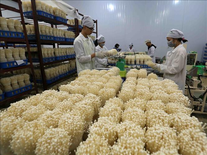 Trong ảnh: Mỗi ngày, Công ty TNHH xuất nhập khẩu Kinoko Thanh Cao cung cấp khoảng 1,5 tấn sản phẩm nấm kim châm cho thị trường trong nước và xuất khẩu, tạo việc làm ổn định cho 15 lao động tại địa phương. Ảnh: Vũ Sinh - TTXVN
