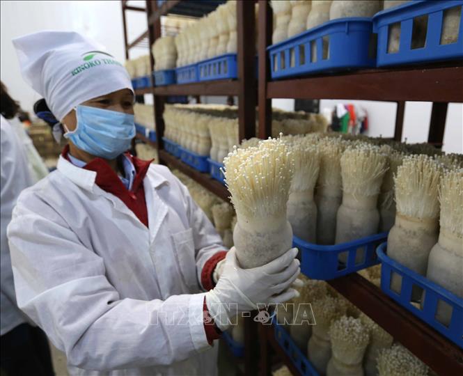 Trong ảnh: Mỗi lọ nấm kim châm được nuôi trồng đúng quy trình cho thu hoạch từ 300 – 350g đảm bảo chất lượng. Ảnh: Vũ Sinh - TTXVN