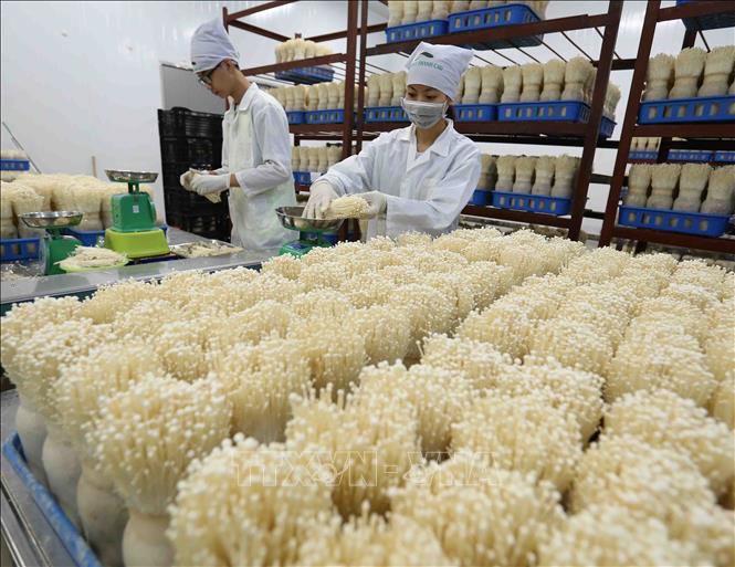 Trong ảnh: Mỗi ngày, Công ty TNHH xuất nhập khẩu Kinoko Thanh Cao cung cấp khoảng 1,5 tấn sản phẩm nấm kim châm cho thị trường trong nước và xuất khẩu, tạo việc làm ổn định cho 15 lao động tại địa phương. Ảnh: Vũ Sinh - TTXVN